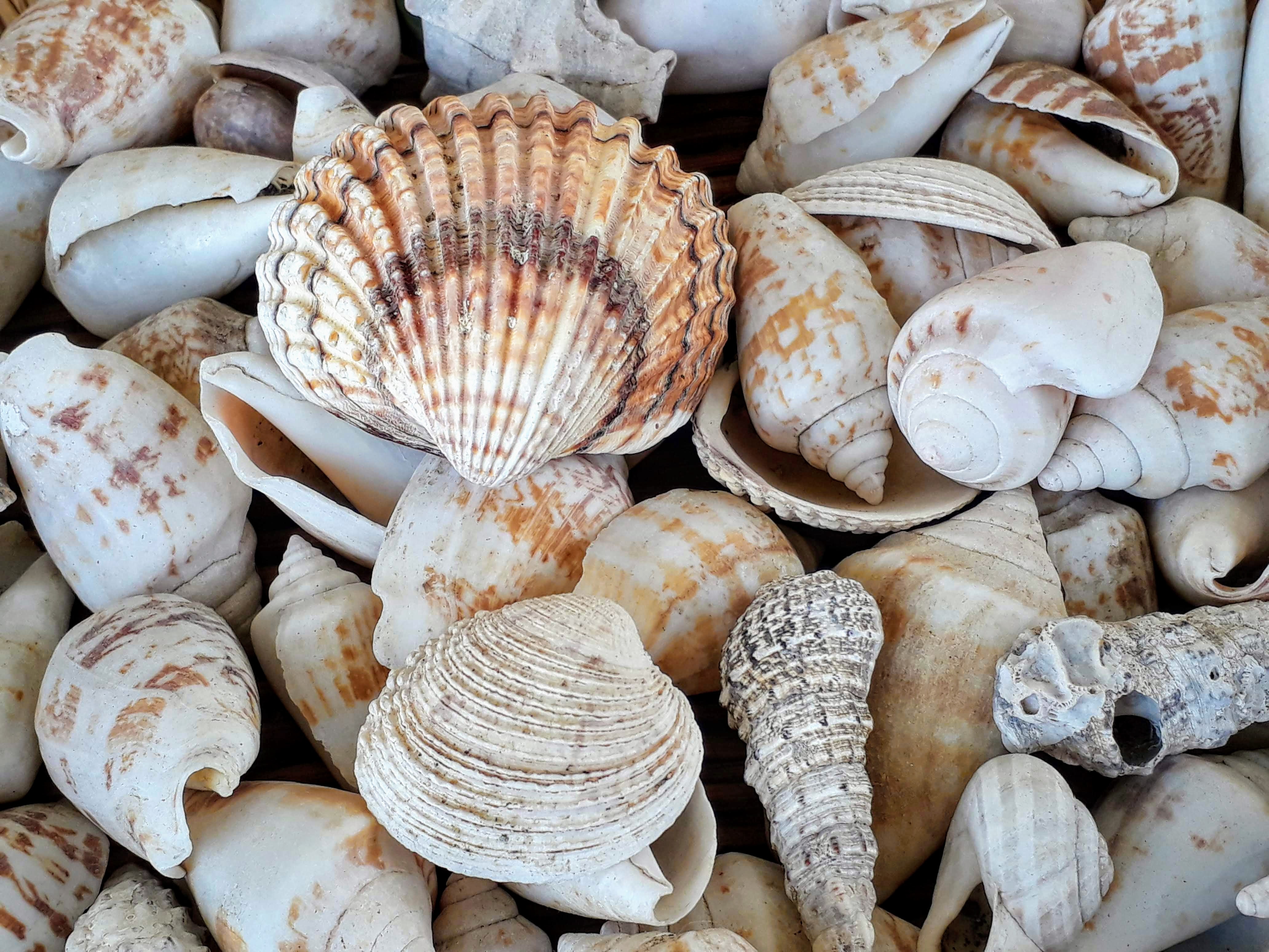 Raccogliere conchiglie