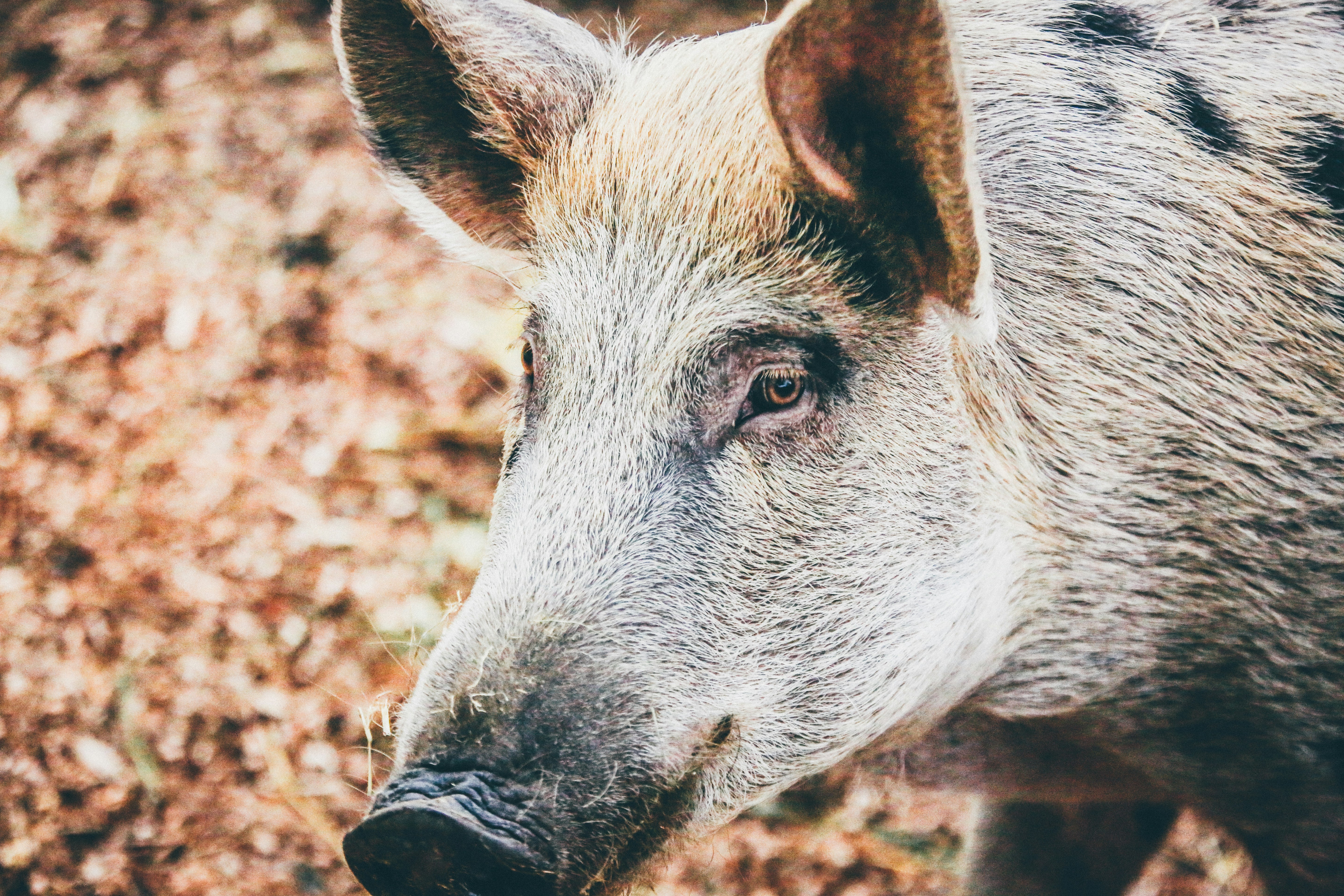 La ricerca di un senso che non c’è – Tra marmotte e maiali