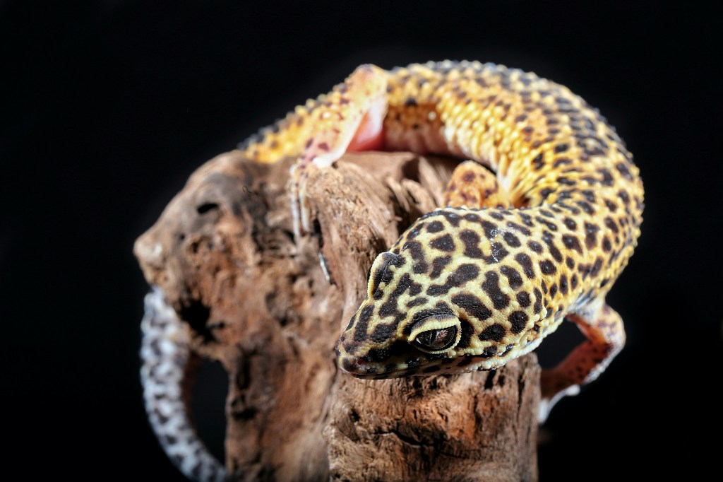 Una labrena sul corno del&nbsp;caprone