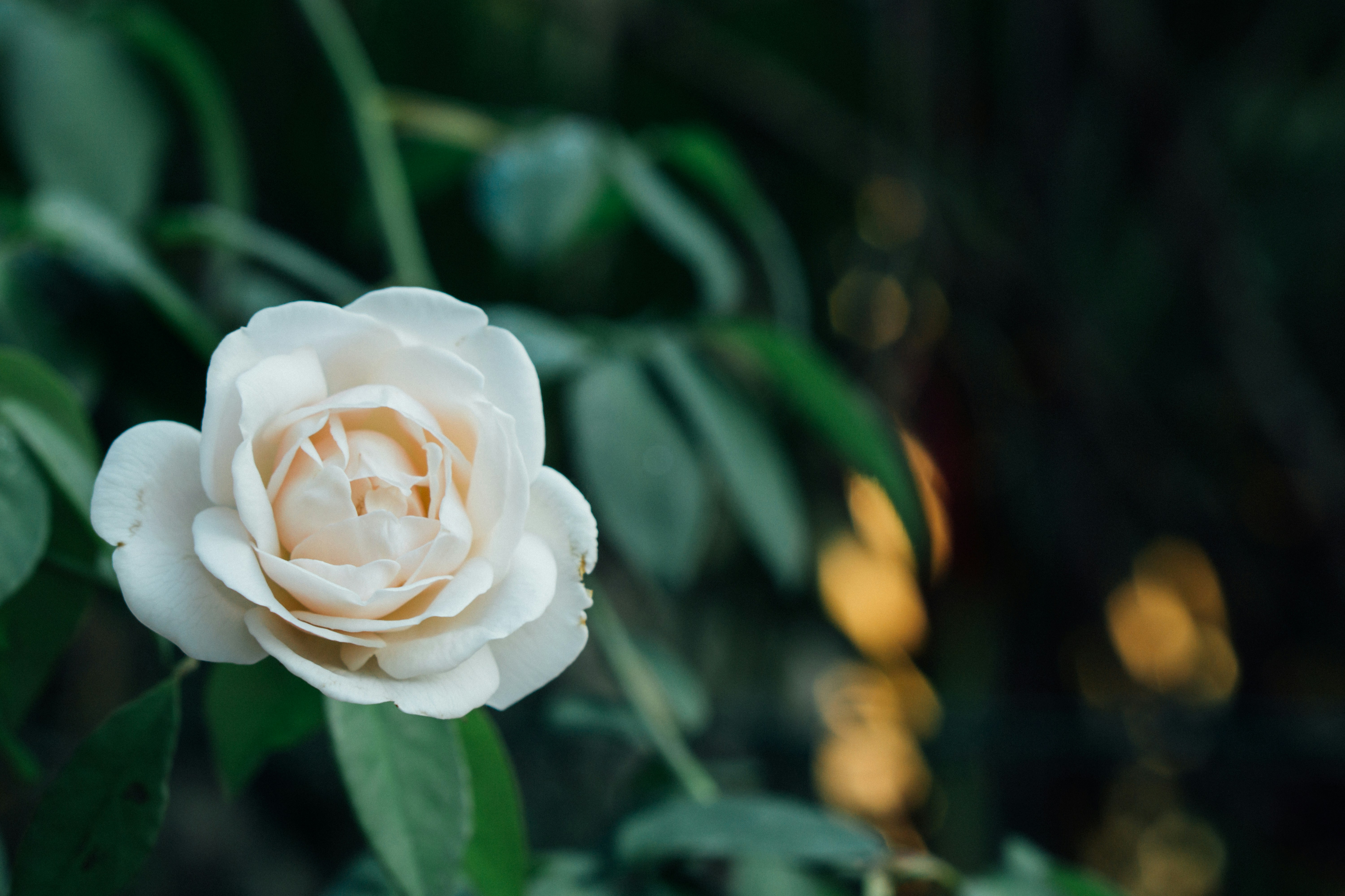 PoesiaQuattordici – Camelia