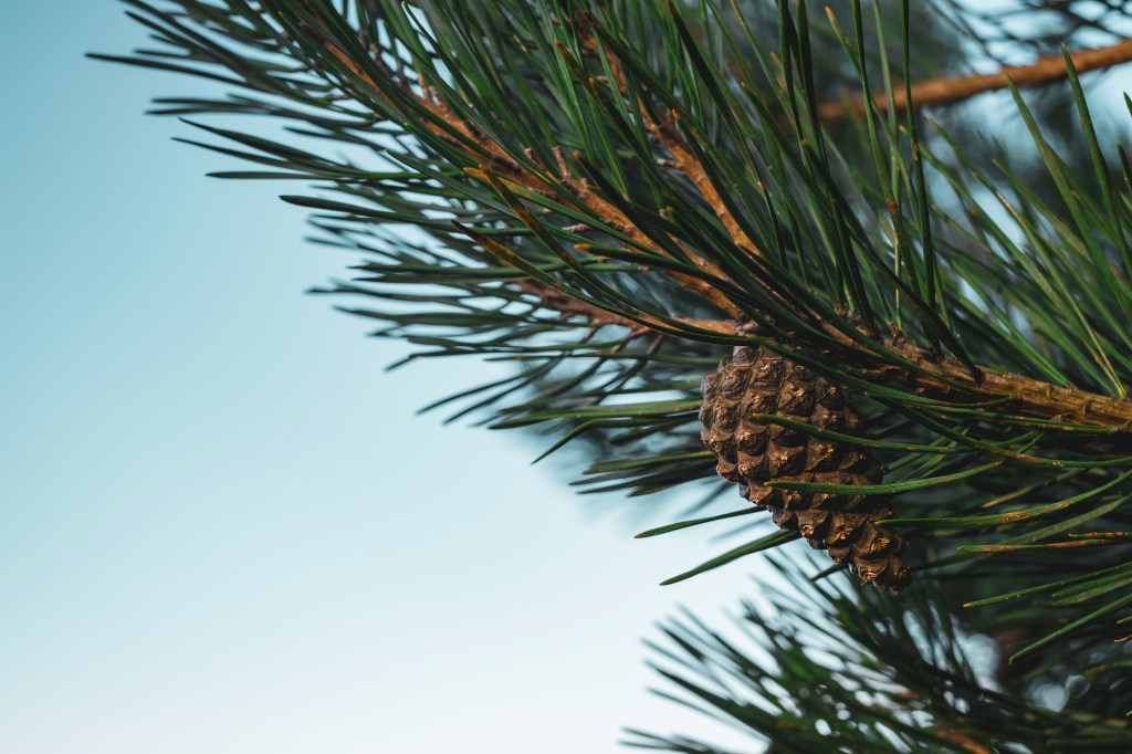 Paula Becattini –&nbsp;Haiku