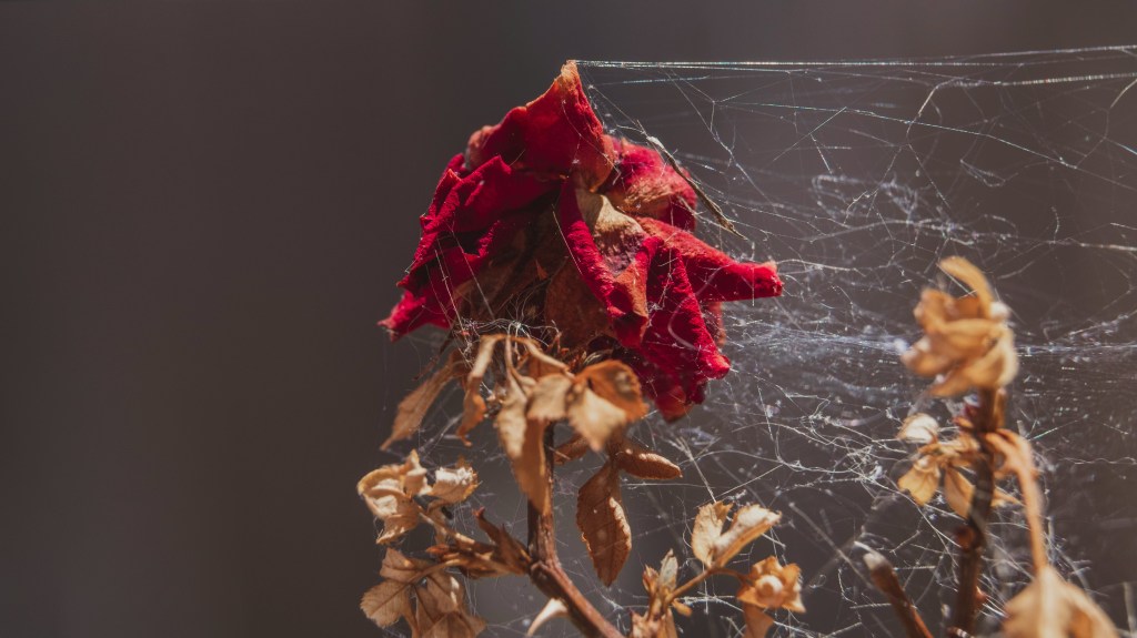 Lariganera – Vox&nbsp;Umbrae